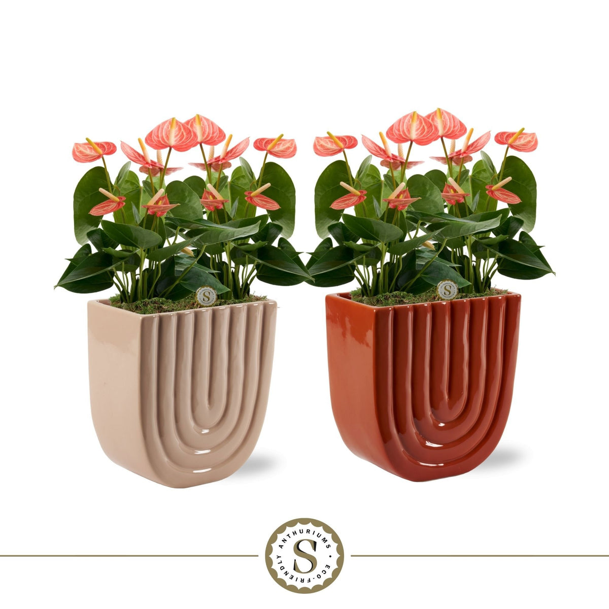 Anthurium Livium Orange 45cm 20cm Pot