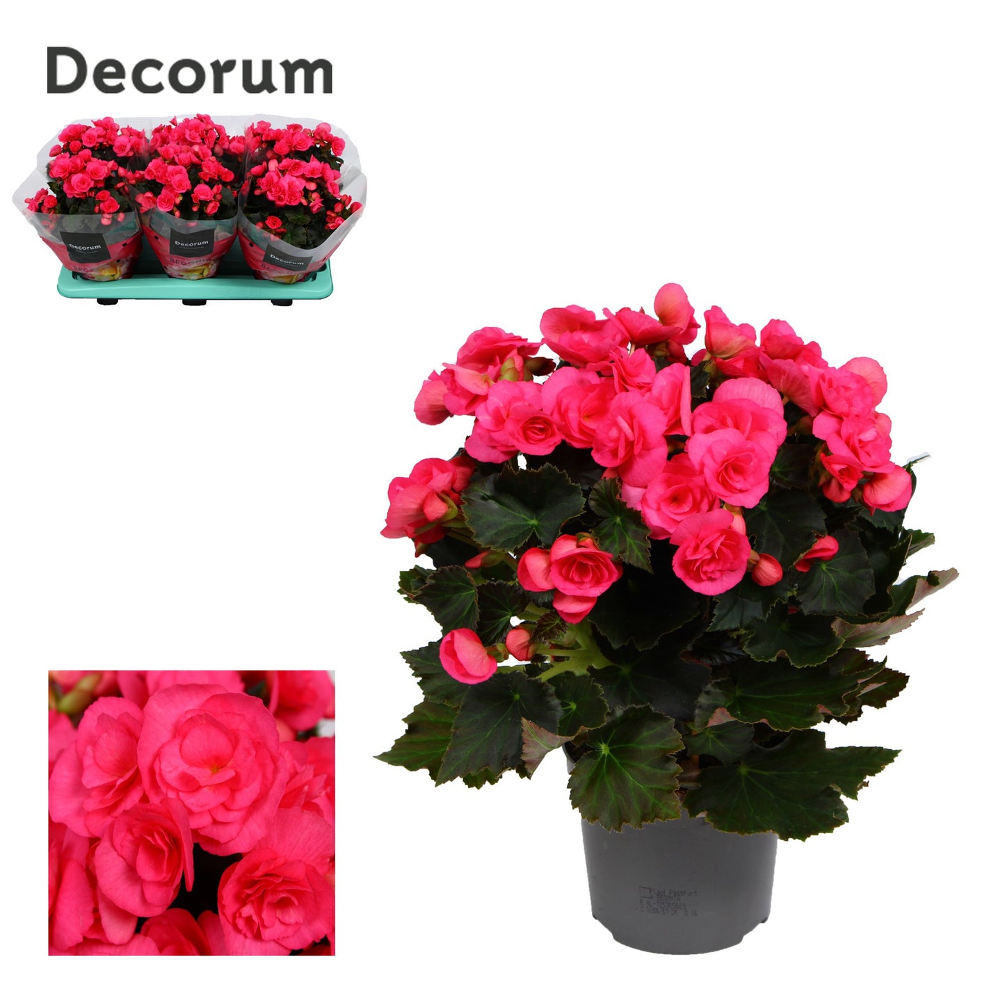 Begonia elatior Adonia Pink 32cm 13cm Pot