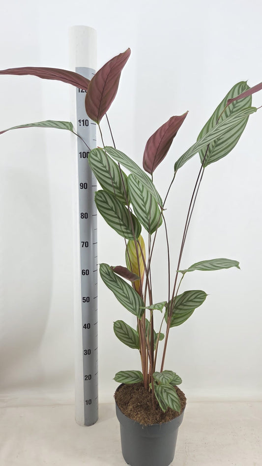 Ctenanthe oppenheimiana 130cm 24cm Pot