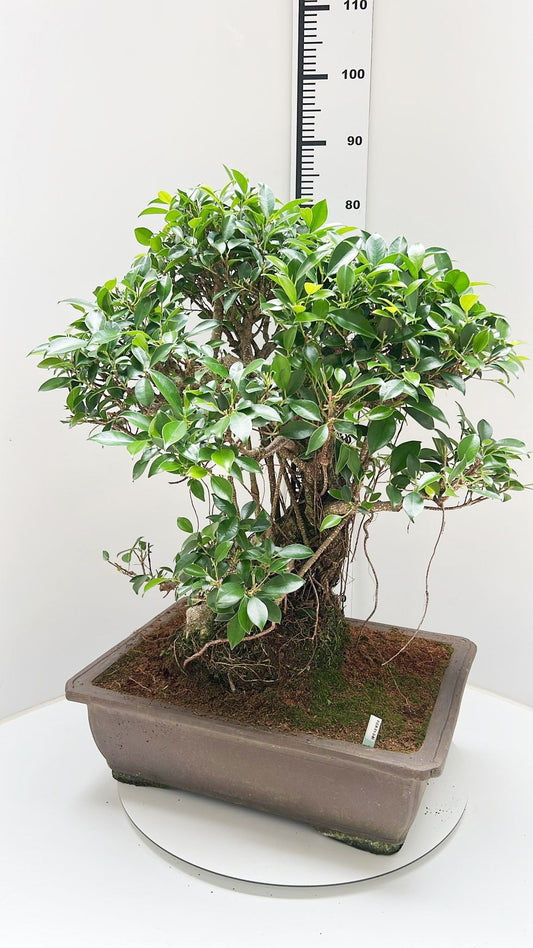 Bonsai Mix 85cm 50cm Pot