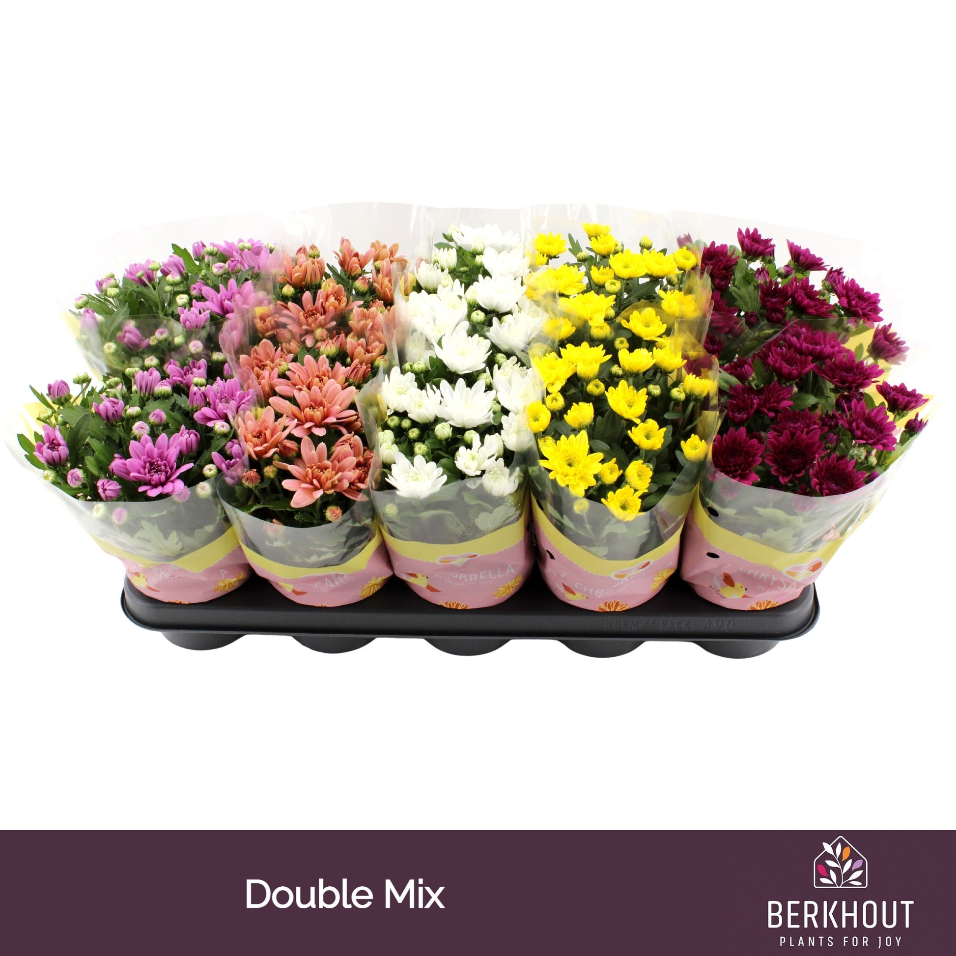 Chrysanthemum double mix 23cm 12cm Pot