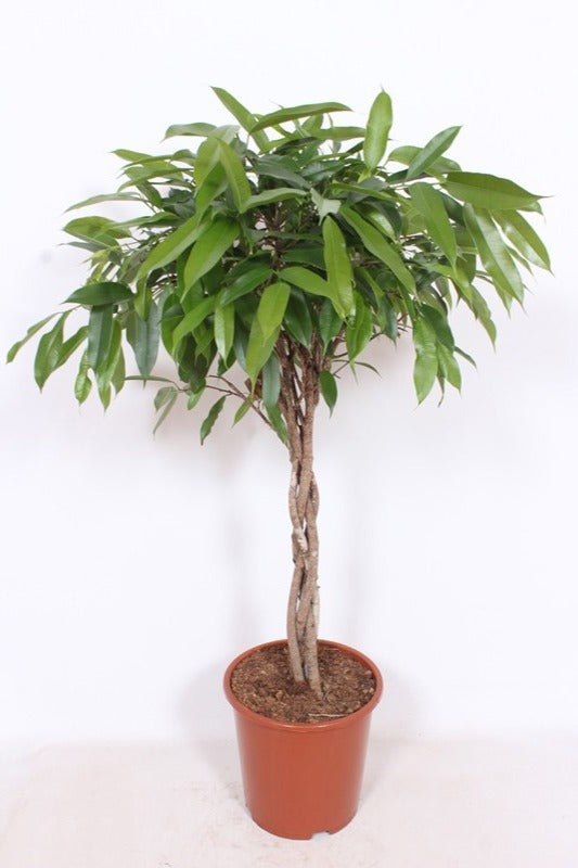 Ficus Amstel King 120cm 27cm Pot