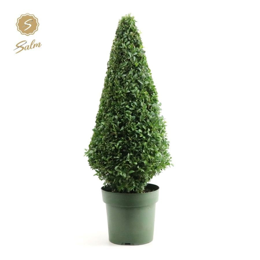 Salm, gebr. van der Buxus sempervirens Pyramid Pack of 18