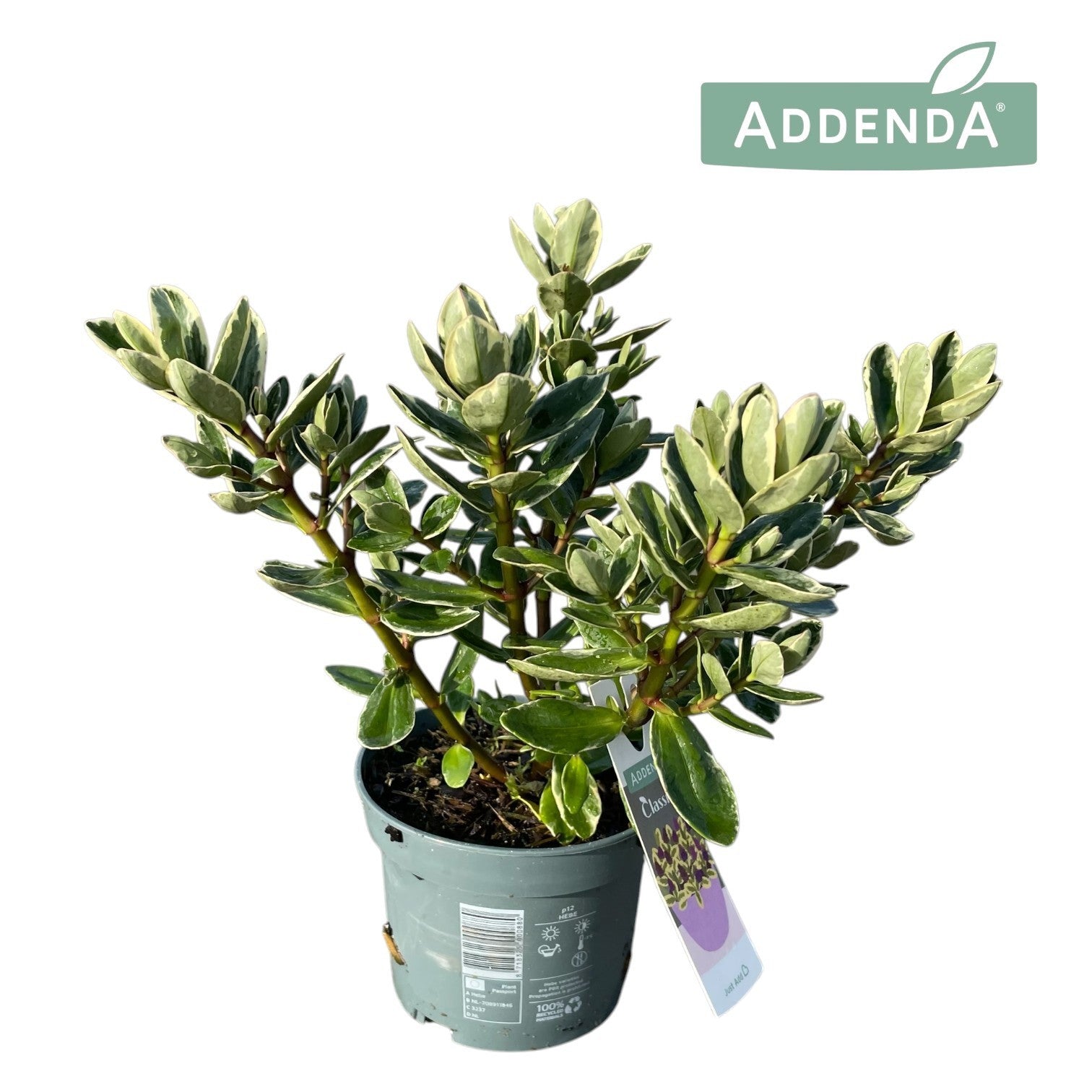 Hebe Katrina 30cm 12cm Pot