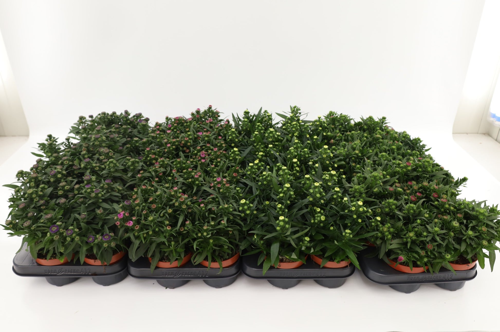 Aster nb. Showmakers mix 20cm 510cm Pot