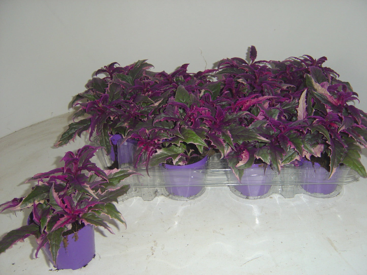 Gynura aurantiaca 7cm Pot