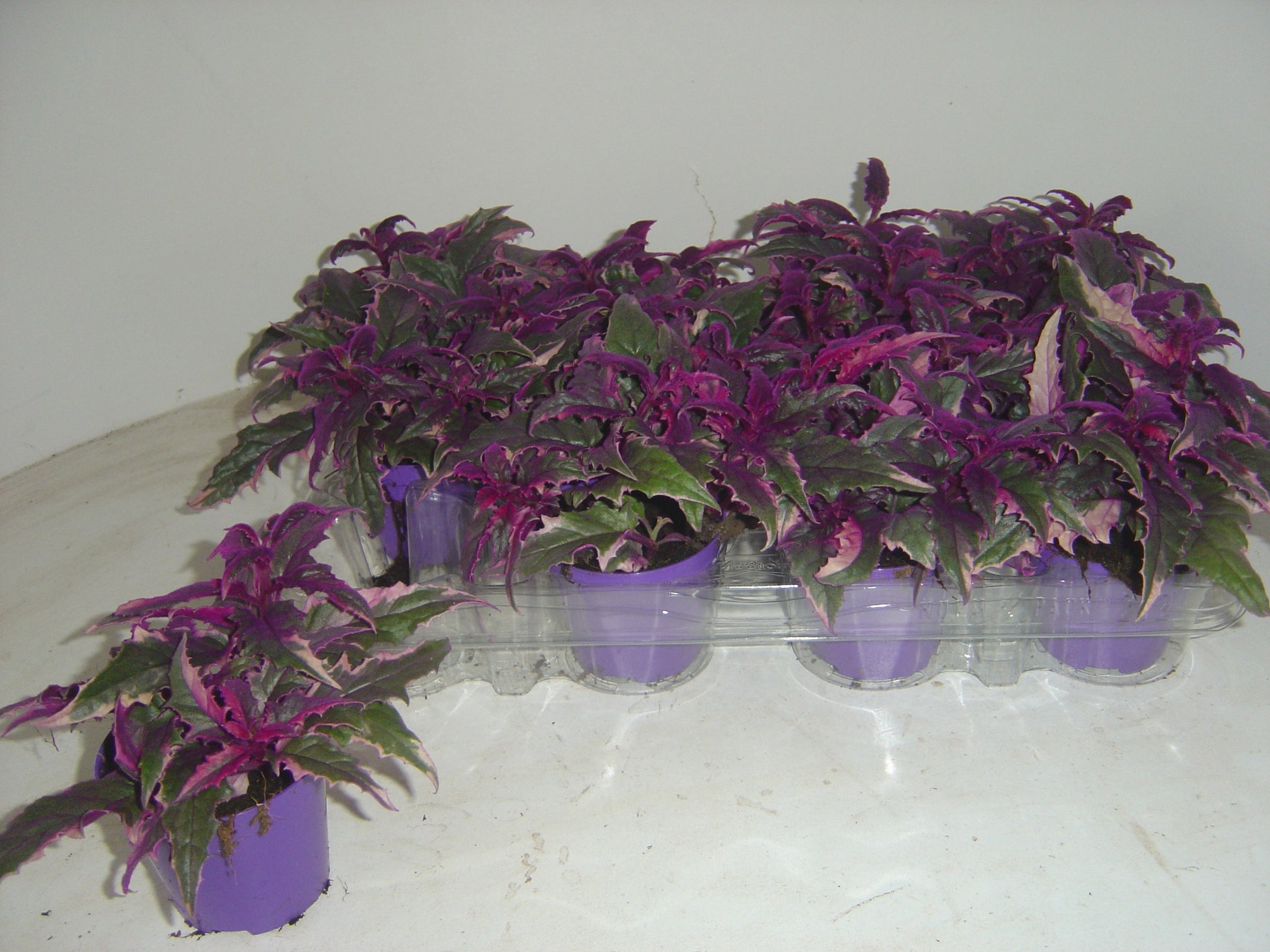 Gynura aurantiaca 7cm Pot