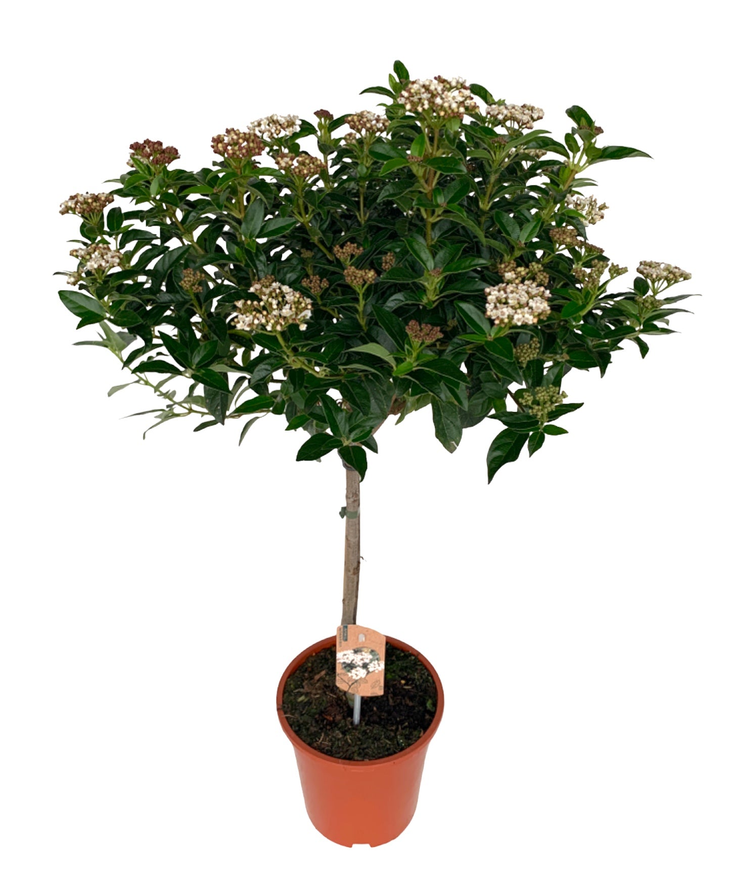 Viburnum tinus standard 85cm 21cm Pot