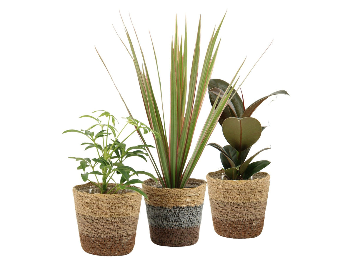 Foliage houseplants mix 20cm 8.5cm Pot