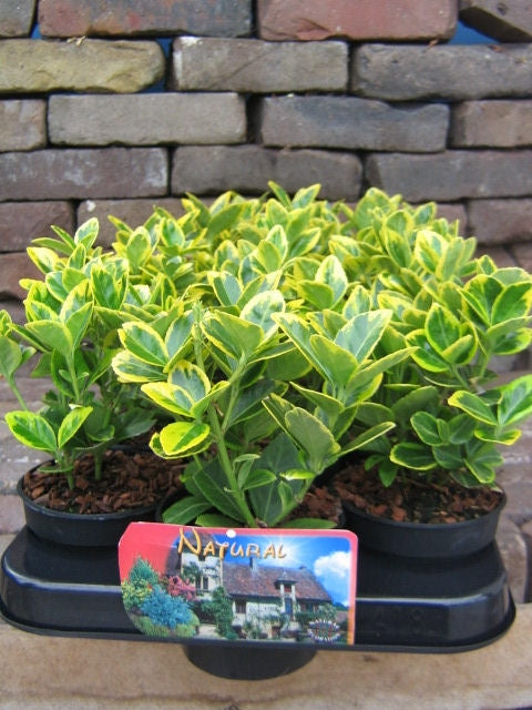 Euonymus Marieke 20cm 9cm Pot