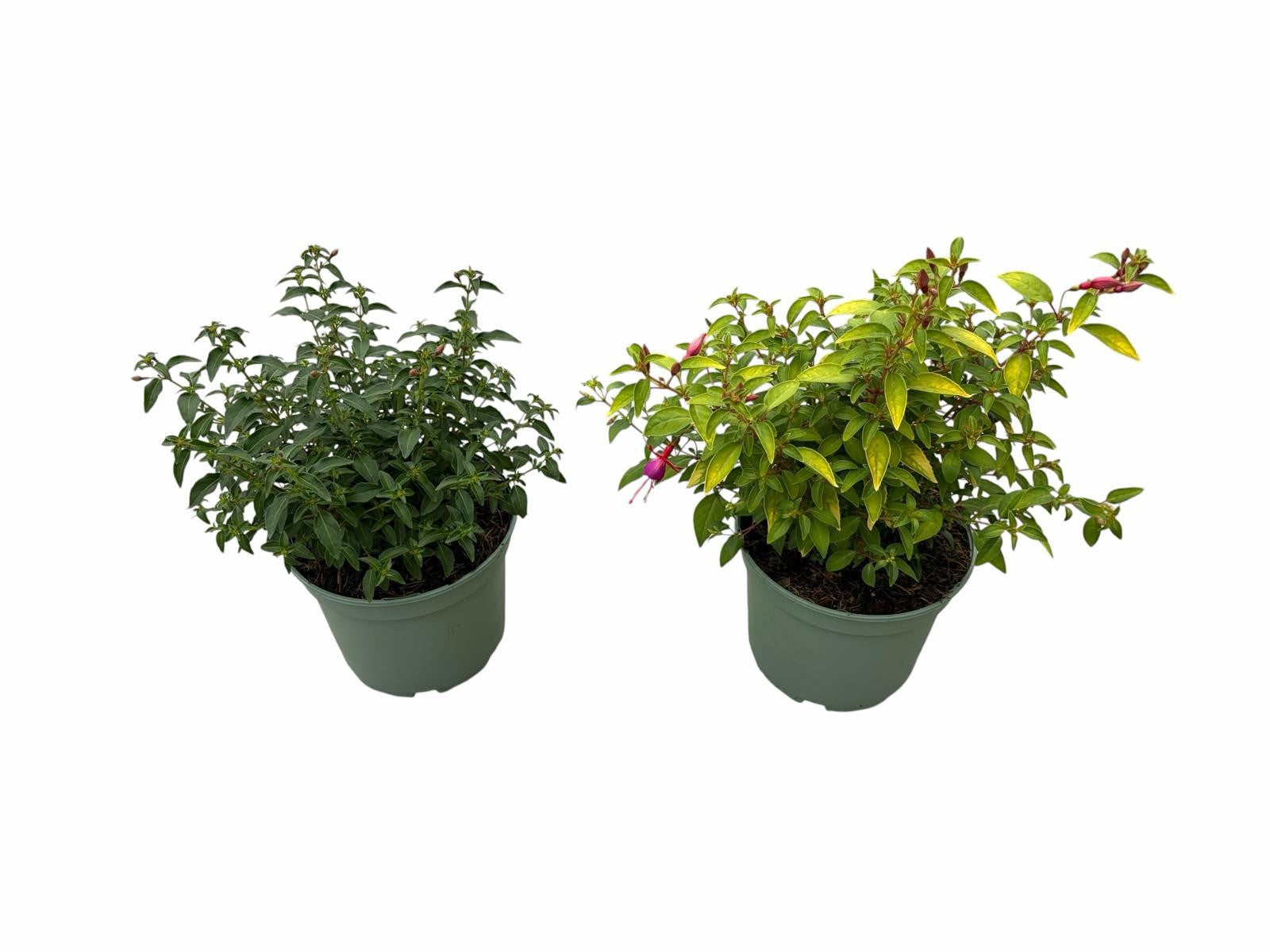 Fuchsia mix 40cm 19cm Pot