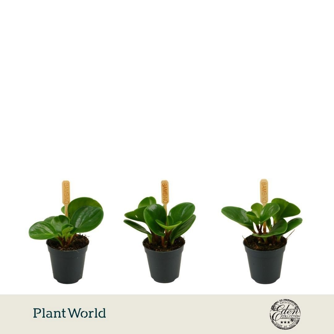 Peperomia obtusifolia Green Gold 10cm 5.5cm Pot