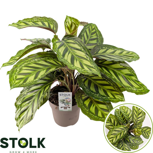 calathea-flamestar-60cm-17cm-pot