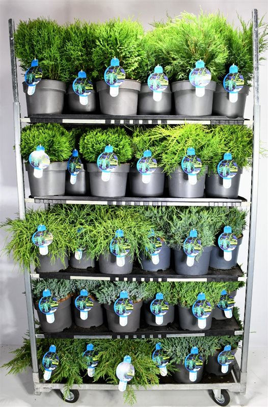 Conifer mix 55cm 26cm Pot