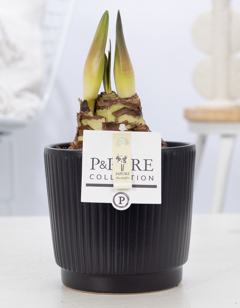 Hippeastrum 22cm 12cm Pot
