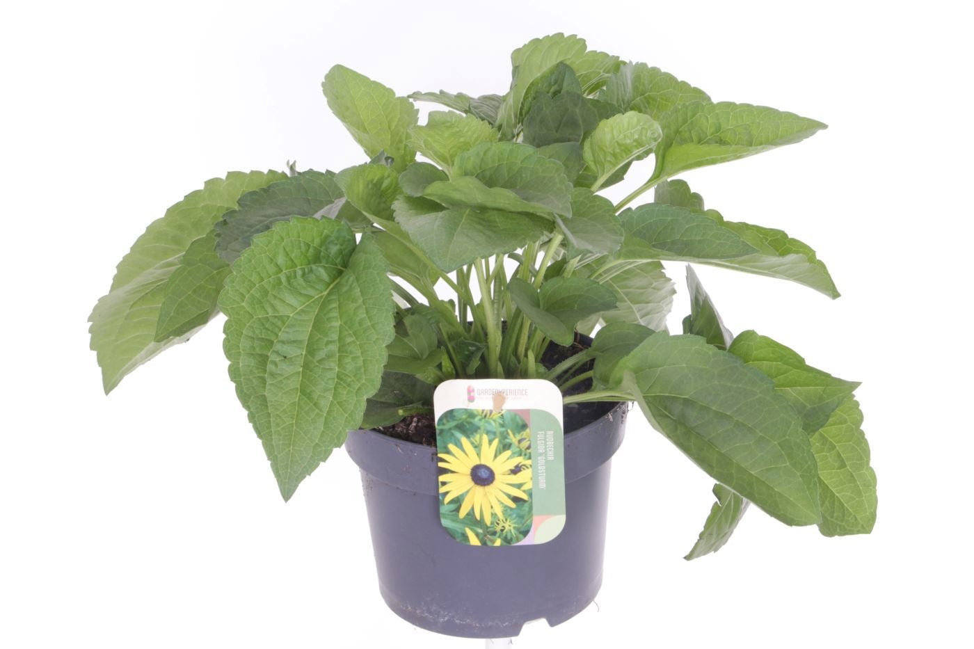 Rudbeckia fulgida Goldsturm 35cm 17cm Pot