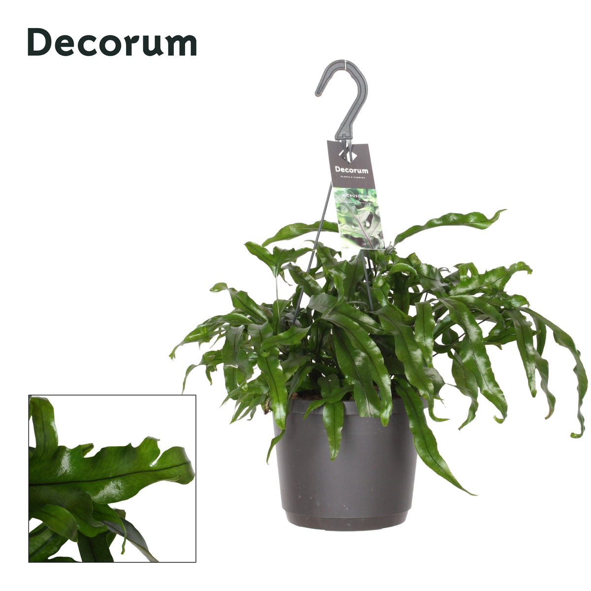 Microsorum diversifolium 45cm 17cm Pot