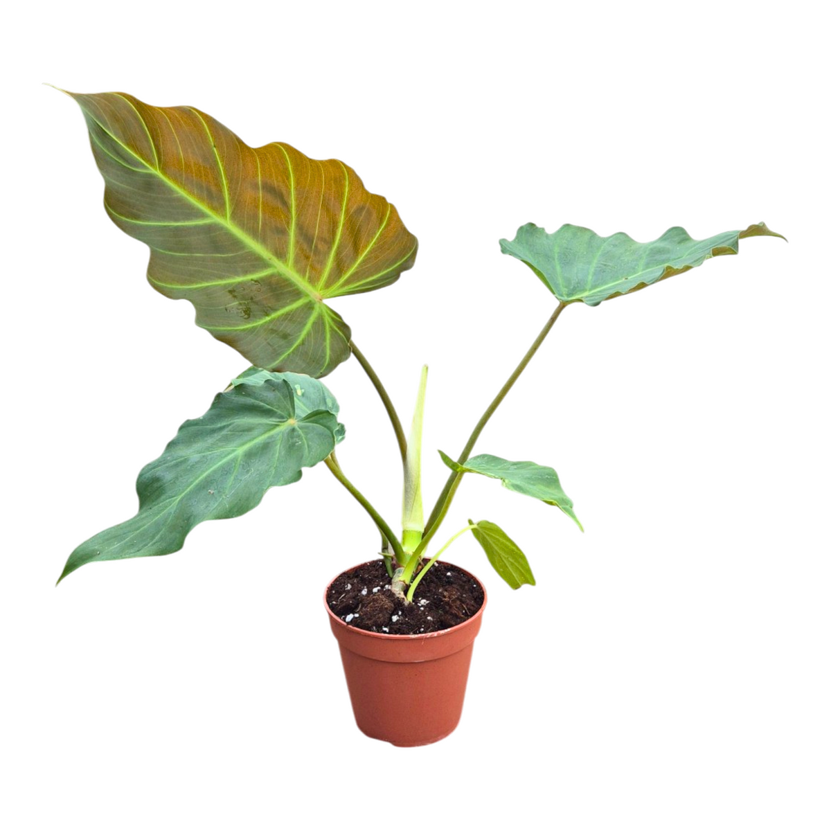 Philodendron scandens 15cm 12cm Pot