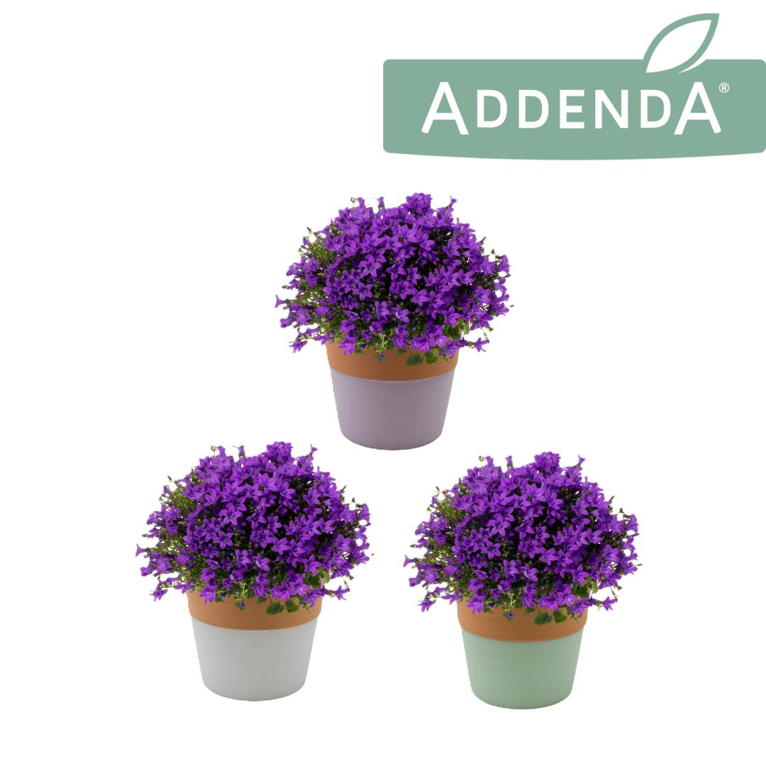 Campanula Ambella Intense purple 17cm 512cm Pot