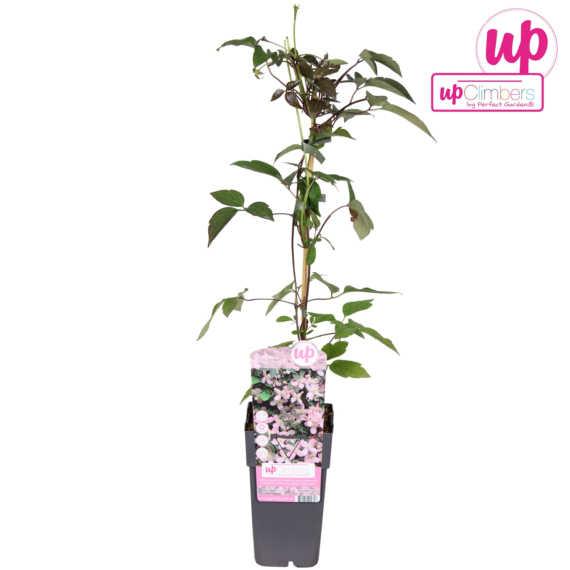 Clematis montana Fragrant Spring 65cm 15cm Pot