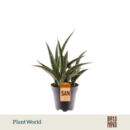 Sansevieria trifasciata 30cm 12cm Pot