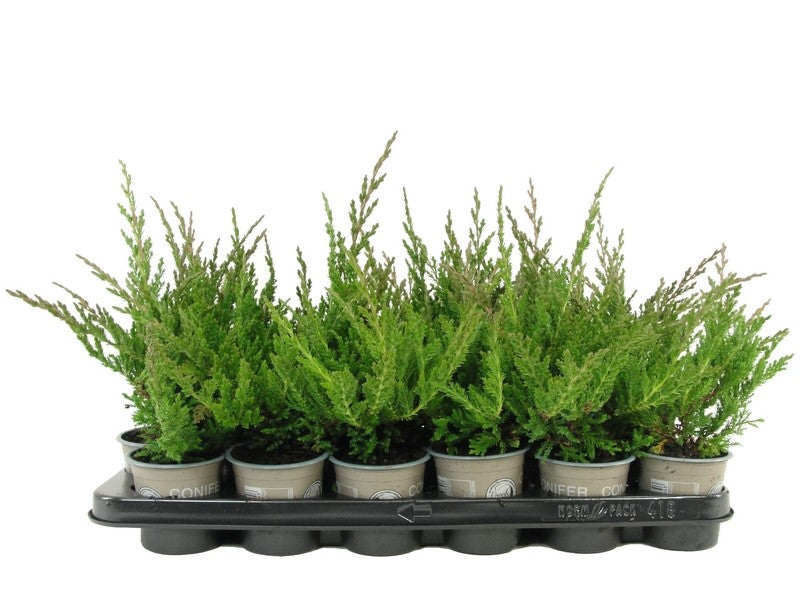 Bloemendaal, Fa.Kw. Juniperus Prince of Wales Pack of 18