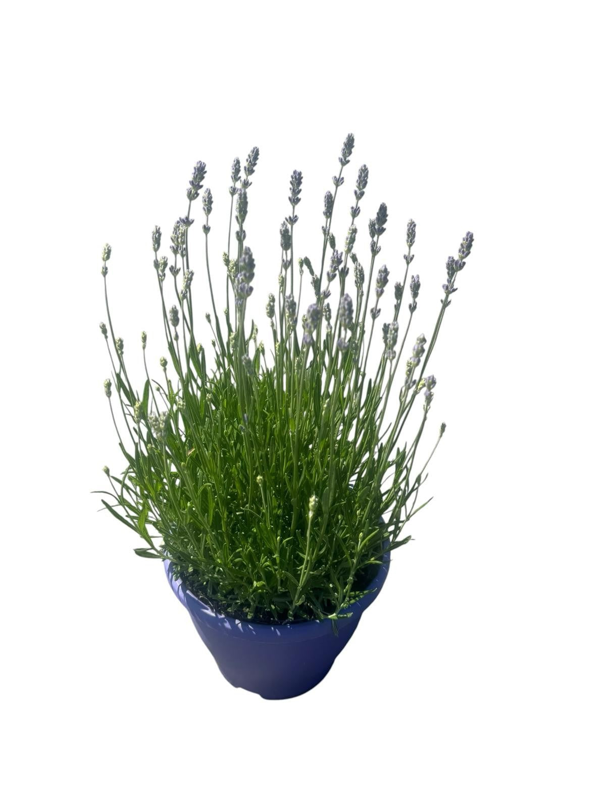 Lavandula Munstead 50cm 23cm Pot