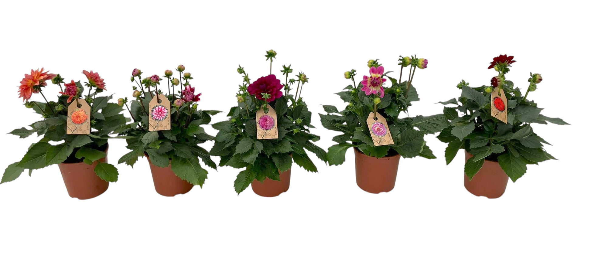Dahlia Hypnotica mix 30cm 15cm Pot