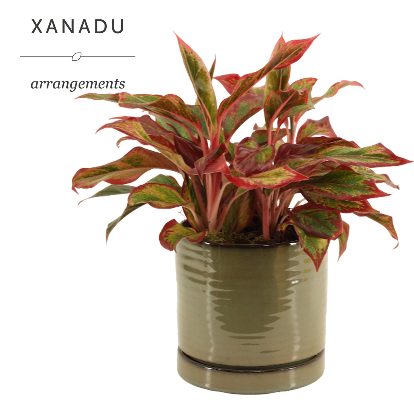 Xanadu Las Vegas 35cm 17cm Pot