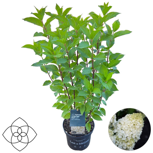Hydrangea paniculata 80cm 17cm Pot