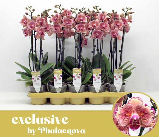 Phalaenova Phalaenopsis Pirate Picotee Pack of 10