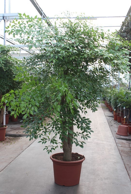 Heteropanax chinensis 300cm 60cm Pot