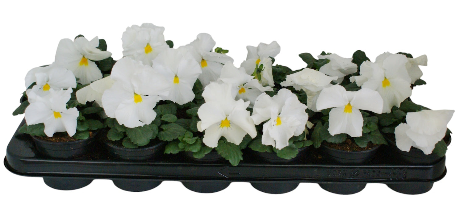 Zuidbaak Honselersdijk Viola Delta Pure White Pack of 18
