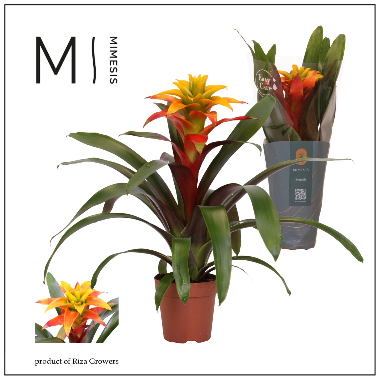 Guzmania Fiero Yellow 42cm 12cm Pot