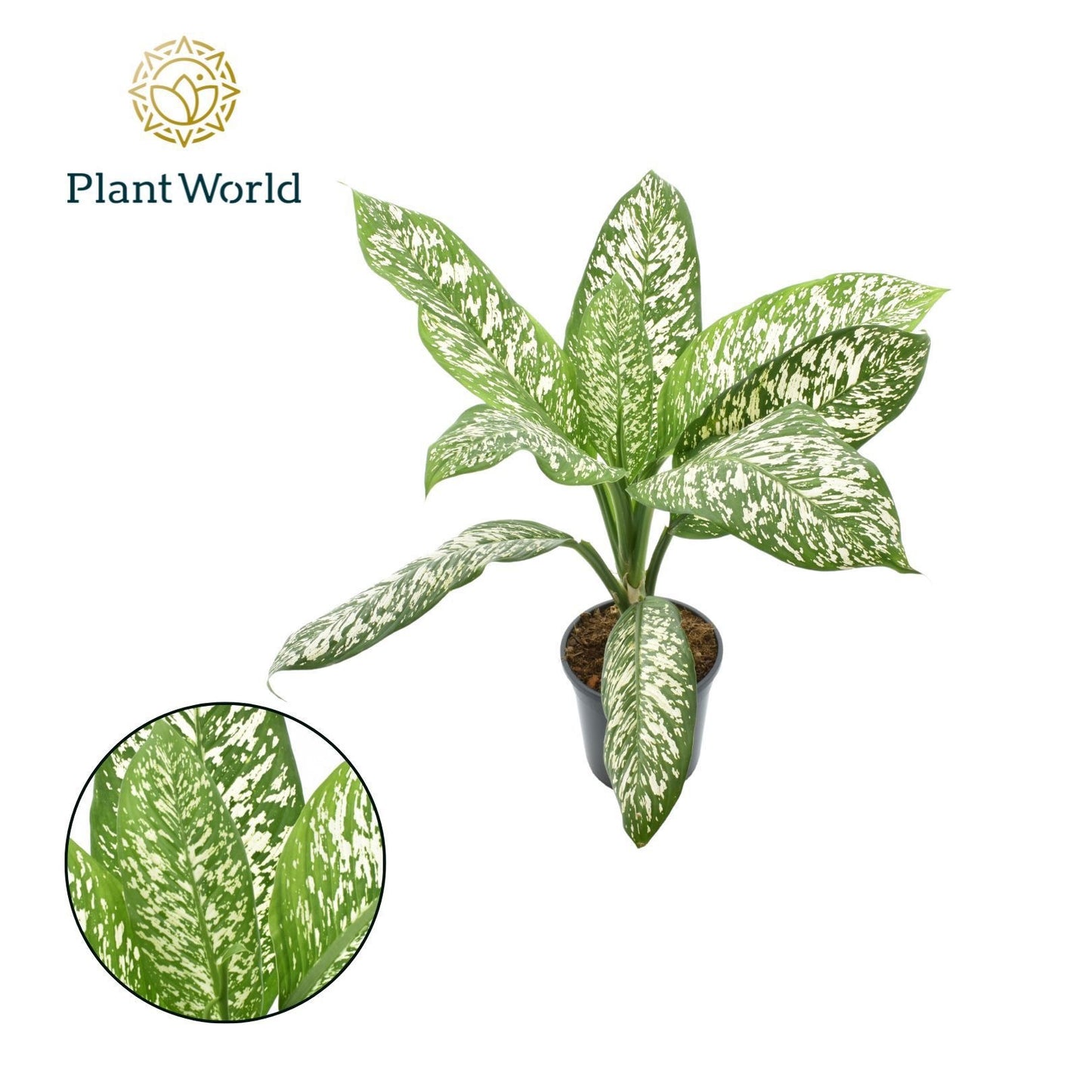 Dieffenbachia sp. 70cm 21cm Pot