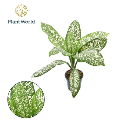 Dieffenbachia sp. 70cm 21cm Pot