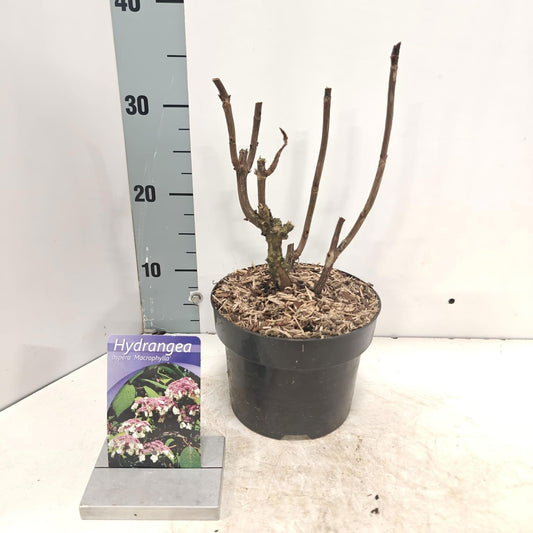 Hydrangea Macorphylla 60cm 26cm Pot