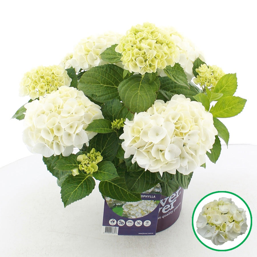 Hydrangea macrophylla mix 45cm 23cm Pot