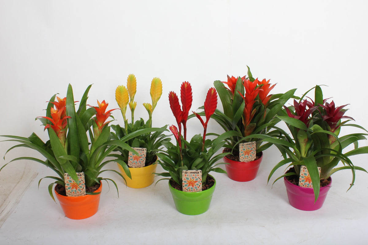 Bromelia mix 40cm 17cm Pot