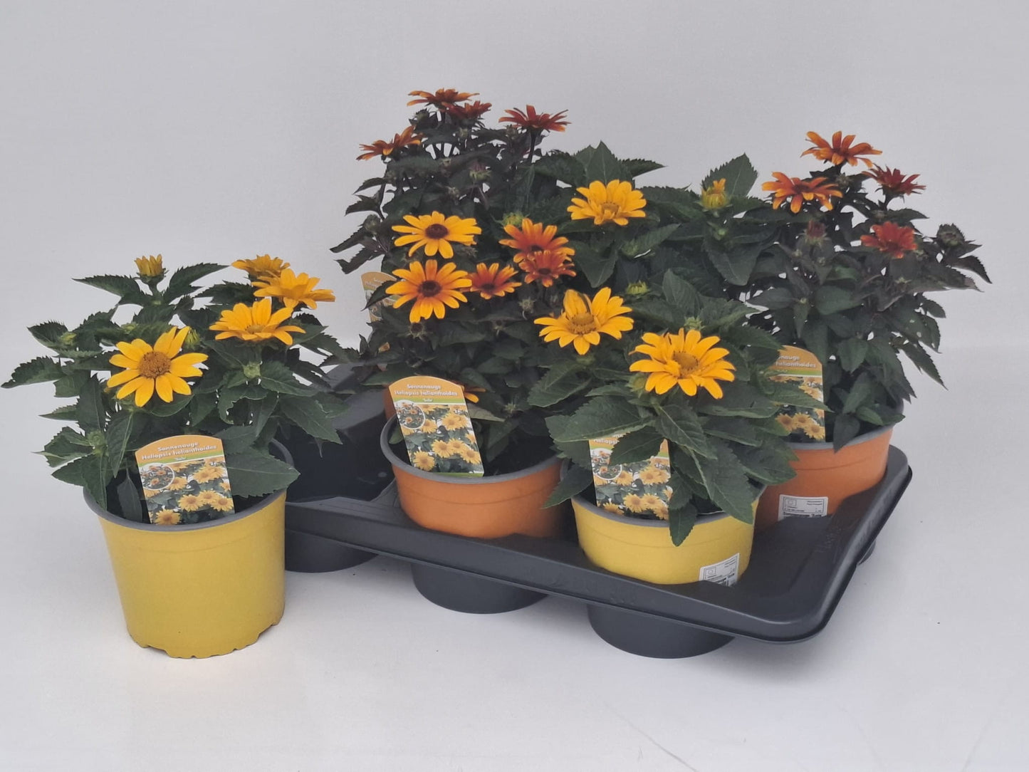 Heliopsis mix 45cm 17cm Pot