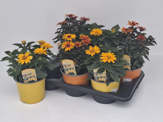 Heliopsis mix 45cm 17cm Pot