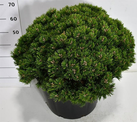 Pinus hybrid 70cm 38cm Pot