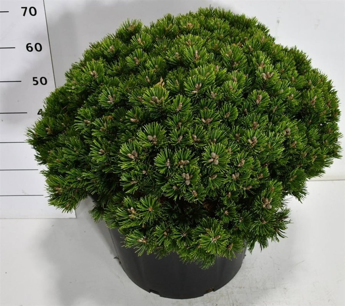 Pinus hybrid 70cm 38cm Pot