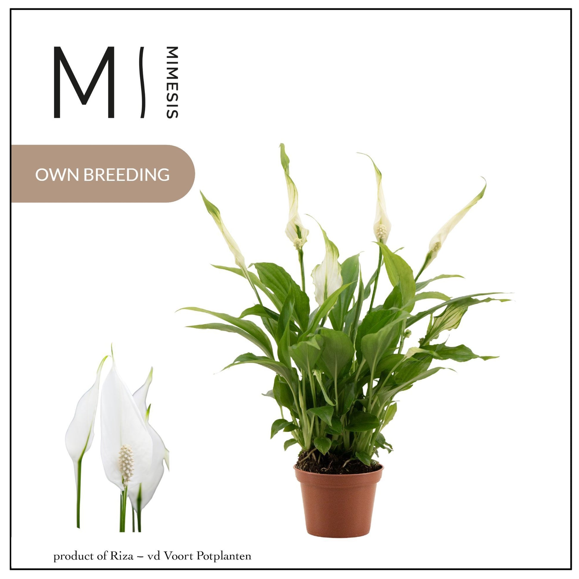 Riza vd Voort Potplanten Spathiphyllum Chopin Pack of 20