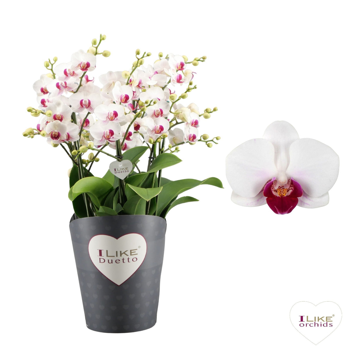 Phalaenopsis mf. Safe Haven 50cm 17cm Pot