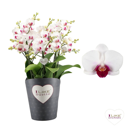 Phalaenopsis mf. Safe Haven 50cm 17cm Pot
