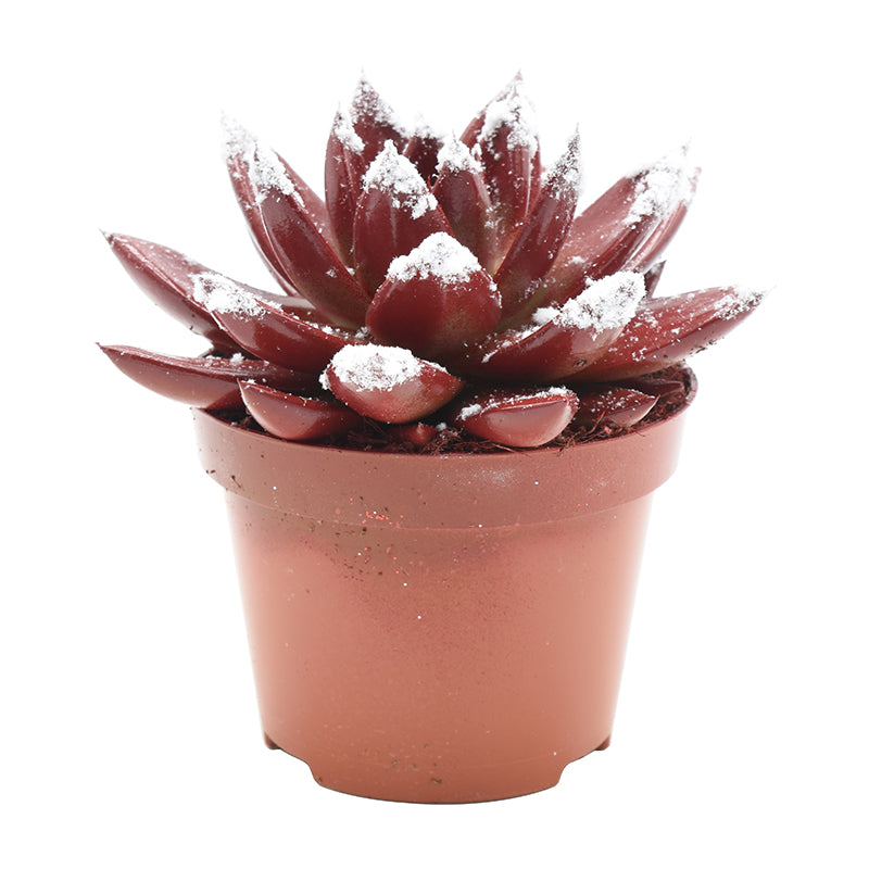 Echeveria Miranda 13cm 10.5cm Pot