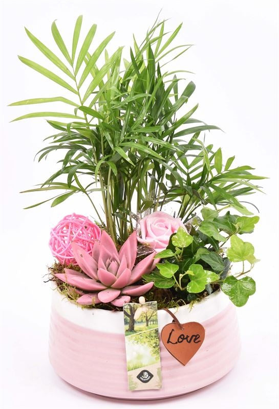 Indoor arrangement 16cm Pot