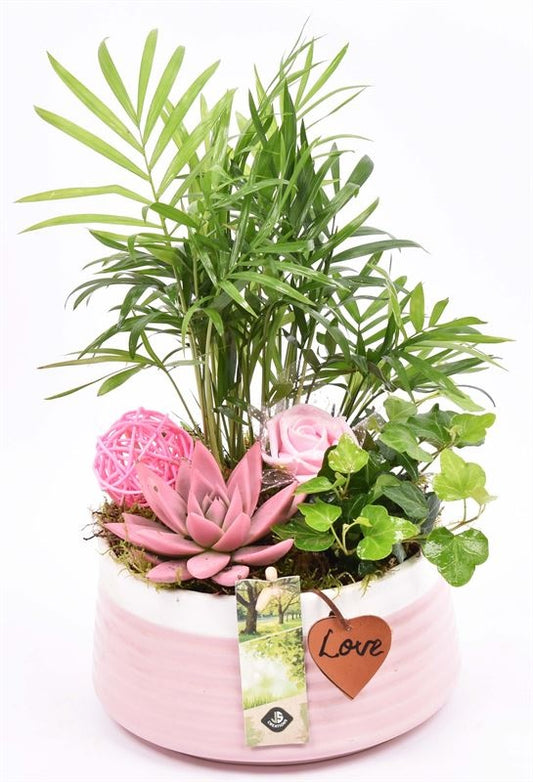 Indoor arrangement 16cm Pot
