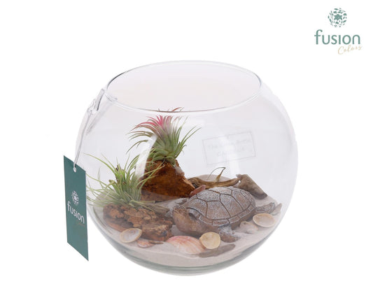 arr. Tillandsia 20cm 18cm Pot
